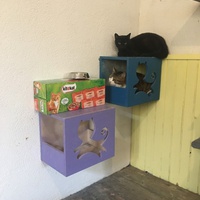 photo de livraison pour Association des Chats Camarguais