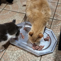 photo de livraison pour Chat de Gout'hier sans Toit