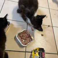 photo de livraison pour Bien vivre avec les Chats Sallélois
