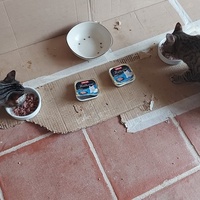 photo de livraison pour Les Chats Libres de la Lèze