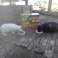 photo de livraison pour Paroles de Chats