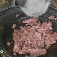 photo de livraison pour Les Chats-Pitresdelavi-Ste