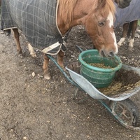 photo de livraison pour Espoir au Galop
