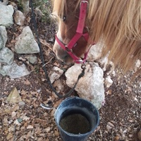 photo de livraison pour Equi-Libre : Droit à la Retraite Equine