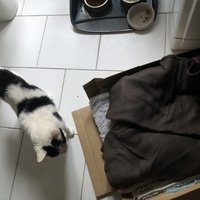 photo de livraison pour Les Chats Libres Condom 32