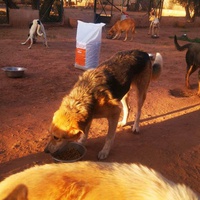 photo de livraison pour Help Adopt Moroccan Animals