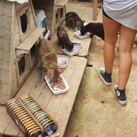 photo de livraison pour Chats Libres de Béziers