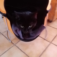 photo de livraison pour Chat de Gout'hier sans Toit