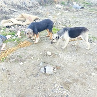 photo de livraison pour Civic Initiative Kane Korzo Skopje