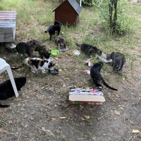 photo de livraison pour Ecole du Chat des Alpilles