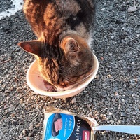 photo de livraison pour Bien vivre avec les Chats Sallélois