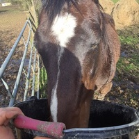 photo de livraison pour 4 Sabots et un Fer