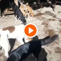 photo de livraison pour Comme Chiens et Chats Maroc