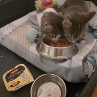 photo de livraison pour SOS Chats en Détresse