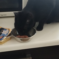 photo de livraison pour Cat Miaou