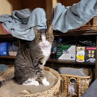 photo de livraison pour Chat de Gout'hier sans Toit