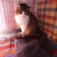 photo de livraison pour Amicale Chats