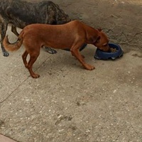 photo de livraison pour Lina's animal rescue