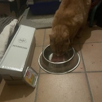 photo de livraison pour Bien vivre avec les Chats Sallélois
