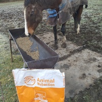 photo de livraison pour Hearthland Royal Horse