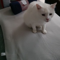 photo de livraison pour Les chats de l'Indifférence