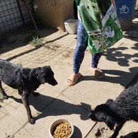photo de livraison pour Udruženje za zaštitu životinja "Pongo"
