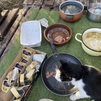 photo de livraison pour Les chats Port-Saint-Louisiens