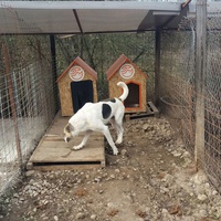 photo de livraison pour Refuge pour chiens de Baia Mare