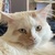 photo animal