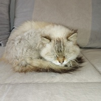 photo de livraison pour Les chats de l'Indifférence