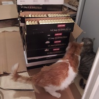 photo de livraison pour Protect Cat