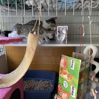 photo de livraison pour Les chats Port-Saint-Louisiens