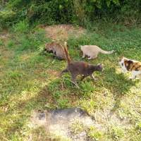 photo de livraison pour Chat L'Heureux Chat l'Ange et Cie