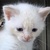 photo animal