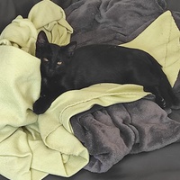 photo de livraison pour Chacun son chat