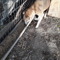 photo de livraison pour Antonia Save Animals