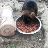 photo de livraison pour Help Doggy