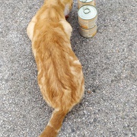 photo de livraison pour Les Chats Libres de la Canterrane