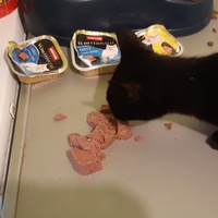 photo de livraison pour Pour l'Amour des Chats