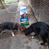 photo de livraison pour Azil za pse"Poslednja oaza"