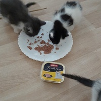 photo de livraison pour Bien vivre avec les Chats Sallélois