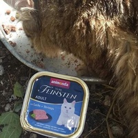 photo de livraison pour Les Chats-Pitresdelavi-Ste