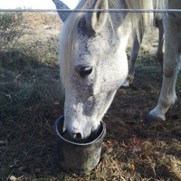 photo de livraison pour Equi-Libre : Droit à la Retraite Equine
