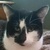 photo animal