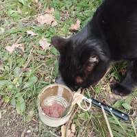 photo de livraison pour Cat Miaou