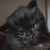 photo animal