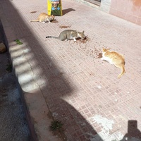 photo de livraison pour Comme Chiens et Chats Maroc