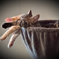 photo de livraison pour Lita