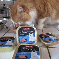 photo de livraison pour Jardin des Chats