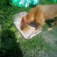 photo de livraison pour Serbian Society for the Protection of Animals - SSPA